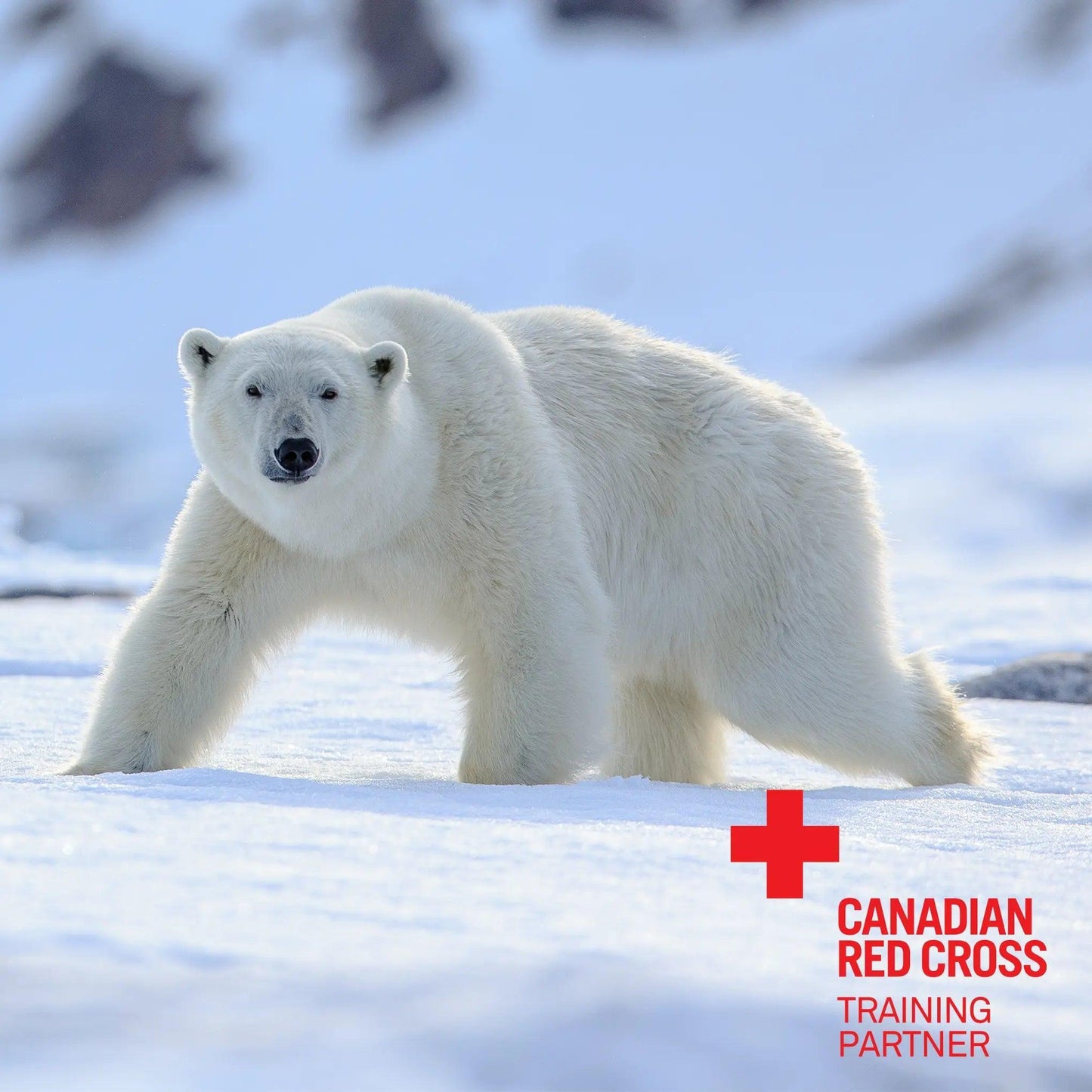 Bear Aware: Working in Bear Country - First Aid Plus
