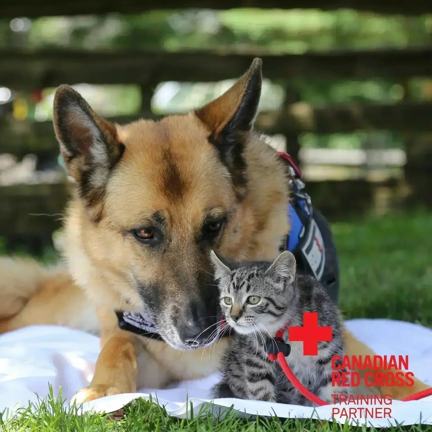 A dog and a cat lying side by side on a warm blanket, illustrating their bond and relaxation in a serene atmosphere with the Canadian Red Cross Training Partner logo on the bottom right corner for First Aid for Dogs and Cats Online Course.
