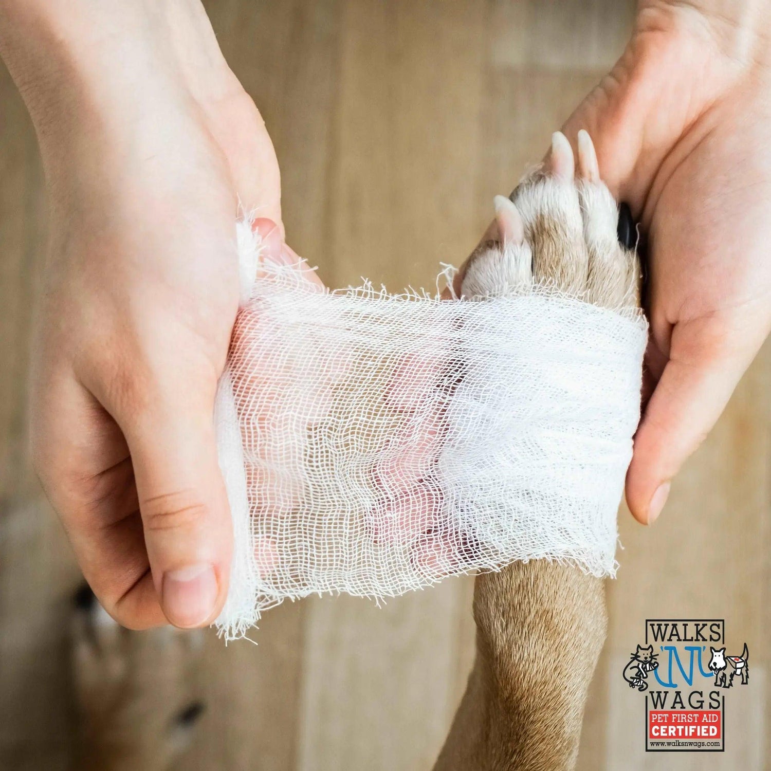 Pet First Aid