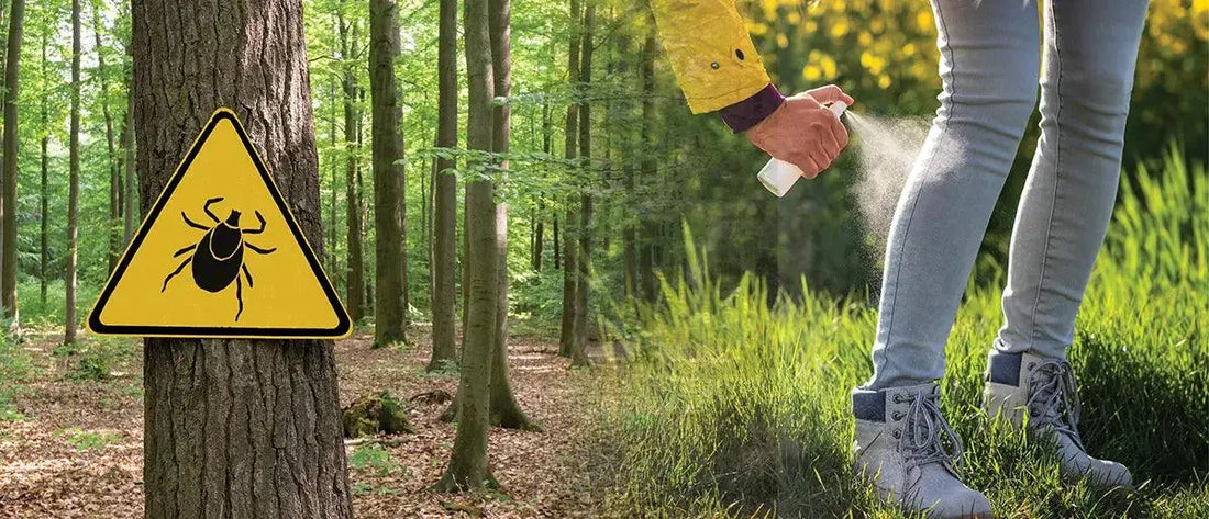 Tick and Insect Safety: How to Stay Bite-Free and React Smartly - First Aid Plus 
