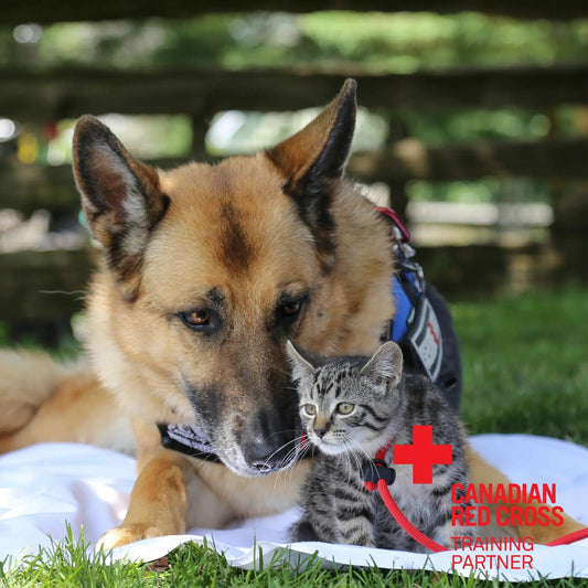 A dog and a cat lying side by side on a warm blanket, illustrating their bond and relaxation in a serene atmosphere with the Canadian Red Cross Training Partner logo on the bottom right corner for  First Aid for Dogs and Cats Online Course.