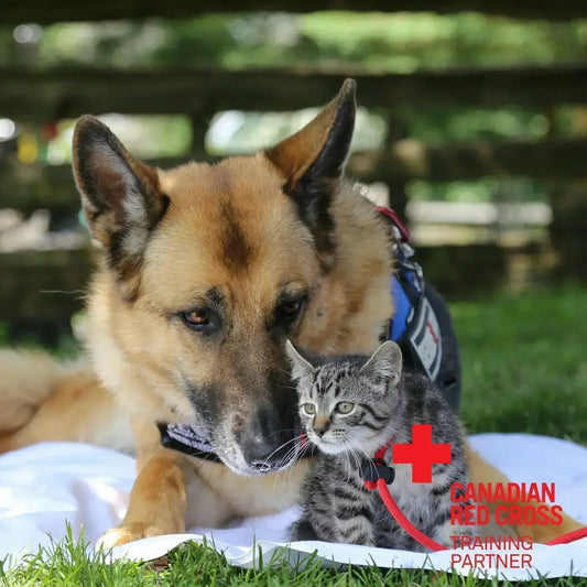 A dog and a cat lying side by side on a warm blanket, illustrating their bond and relaxation in a serene atmosphere with the Canadian Red Cross Training Partner logo on the bottom right corner for First Aid for Dogs and Cats Online Course.