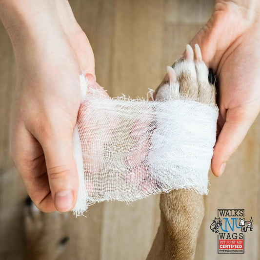 Pet First Aid